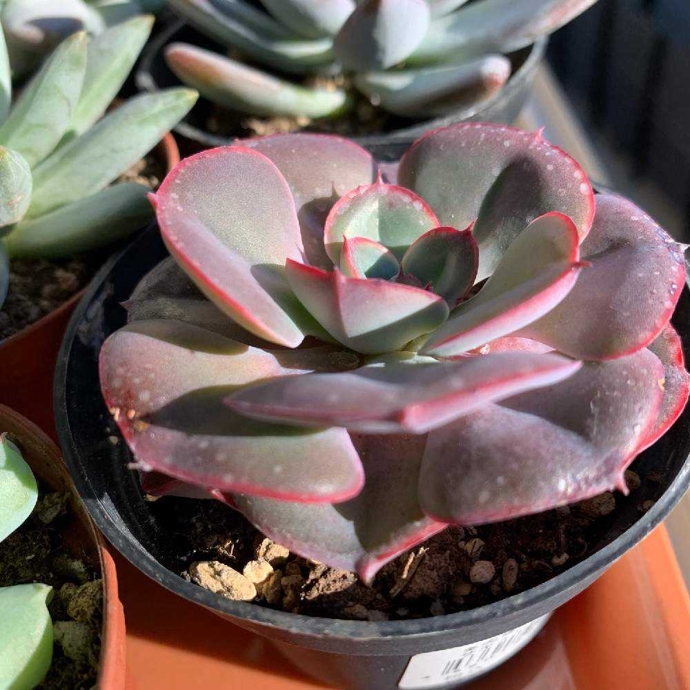 ペルシアの成長記録💜🌹｜🍀GreenSnap（グリーンスナップ）