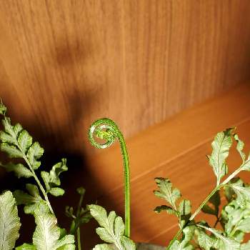 プテリス  エバージェミエンシス,プテリス,観葉植物,お部屋に飾る,花いろいろの画像