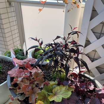 ストロビランテス ブルネッティーの投稿画像一覧 Greensnap グリーンスナップ