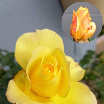 薔薇のある暮らしの画像 by フランさん | アプローチとバラ ゴールドバニーと黄色のお花♡と素敵なお花と素敵なバラと幸せの黄色い薔薇とビューティフル サンデーと毎日ローズショーと可愛いお花と日曜ビタミンカラー♪とおうち園芸とはなのある暮らしと綺麗なお花と黄色のバラとガーデニングと可愛いバラと薔薇のある暮らしと綺麗なミニ薔薇と薔薇大好き
