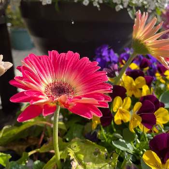 この色好きの画像 by 芙蓉さん | 花のある暮らしと ガーベラとこの色好きとお花は綺麗ね