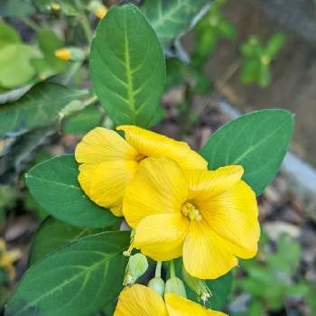 雲南月光花 の投稿画像一覧 Greensnap グリーンスナップ