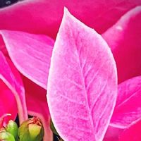 プリンセチア,ピンクの花,新型コロナウィルスに負けるな,今日のうれしかったこと,森のがっこうの画像