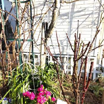 プラムパーフェクトの画像 by puttinさん | 小さな庭とバラ シャンテロゼミサトとプラムパーフェクトとばら バラ 薔薇とガーデニングとバラの地植えとロザリアンと管理作業
