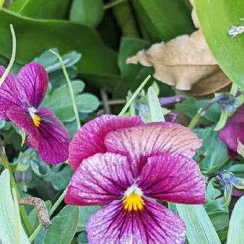 Google Pixel5の画像 by もぐjuhさん | 広い庭と色々な蕾とビオラ・パンジーとプランターと花色とお顔がこんにちはとGoogle Pixel5と花いろいろと君も花が好きなのかと赤紫色の花
