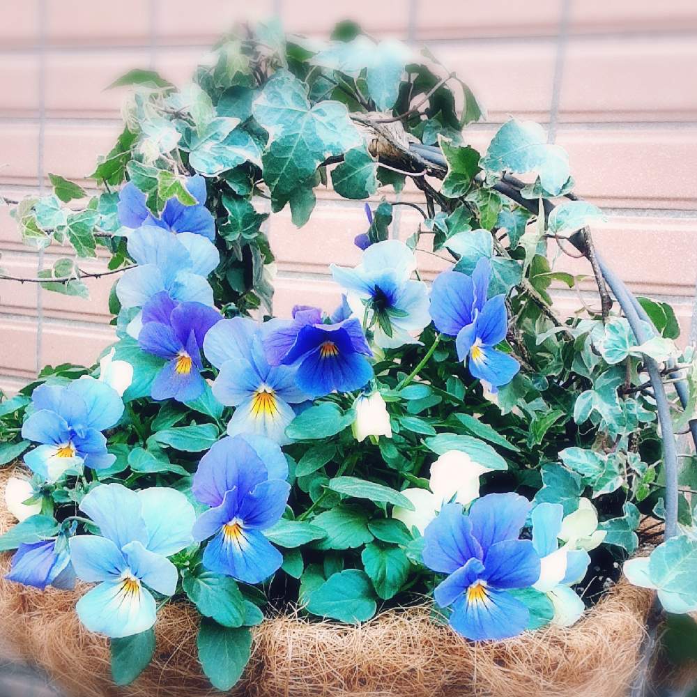 アイビーの投稿画像 By Niwaさん ビオラ 天使の誘惑と小さな庭と花のある風景とアイビー と寄せ植えと庭のある暮らしと鉢植えと今朝の一枚と花のある暮らしとビオラ 天使の誘惑と花のある風景とアイビー と寄せ植えと庭のある暮らしと鉢植えと今朝の一枚と花のある