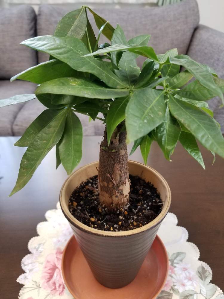 パキラの投稿画像 By みうさん おうち園芸 22月1月16日 Greensnap グリーンスナップ