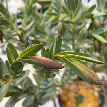 ピメレア ピソディス の投稿画像一覧 Greensnap グリーンスナップ ピメレア ピソディス の投稿画像一覧 Greensnap グリーンスナップ