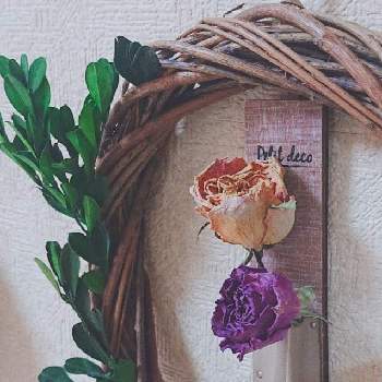 薔薇 クールウォーター の投稿画像一覧 Greensnap グリーンスナップ