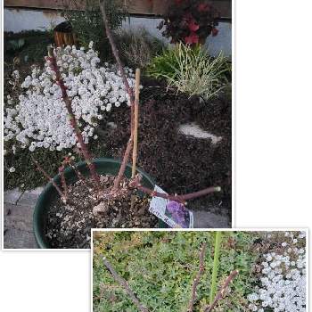 バラ　チェリーボニカの画像 by serenityさん | 小さな庭とバラ　チェリーボニカとバラ プラムパーフェクトとガーデニングと2022バラ記録