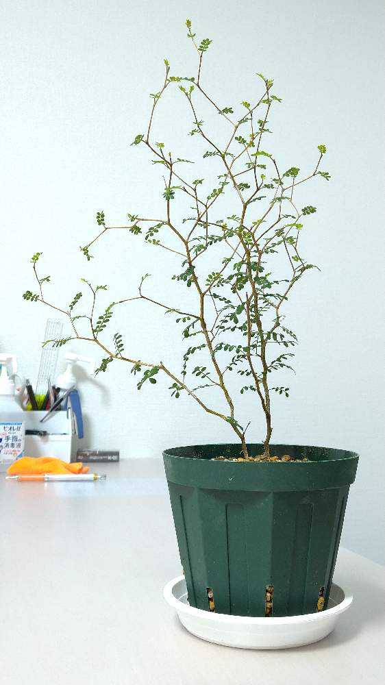 ソフォラリトルベイビー Greensnap グリーンスナップ