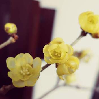 withグリーンの画像 by siestaさん | ロウバイと黄色い花と匂いフェチとwithグリーン