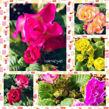 バラ咲きジュリアン・ブルーベリーのムースの画像 by mamanyanさん | 小さな庭とバラ咲きジュリアン・ブルーベリーのムースとバラ咲きジュリアン ブライダルベルとバラ咲きジュリアン・プリンアラモードとバラ咲きジュリアンマスカットジュレとバラ咲ジュリアン イチゴのミルフィーユと花と暮らすとおうち園芸とコロナおしりペンペン( ･᷄ὢ･᷅ )と小さな庭の鉢植えと一人一花運動と花のある暮らしとド真ん中の日