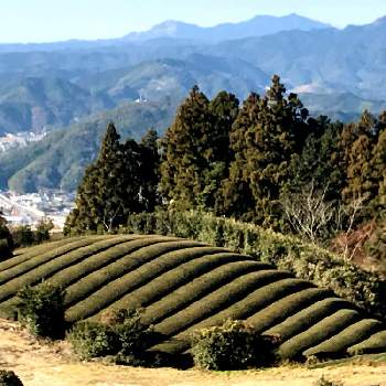 焼津アルプスの画像 by ふくさん | お出かけ先と茶畑の風景と里山歩きと植物探しウォーキング&ランと焼津アルプス