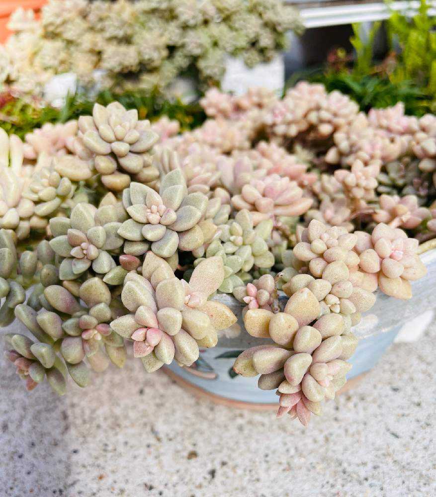 多肉植物✿姫秀麗✿ワイヤーカゴ 多肉植物✿姫秀麗✿ワイヤーカゴ - メルカリ