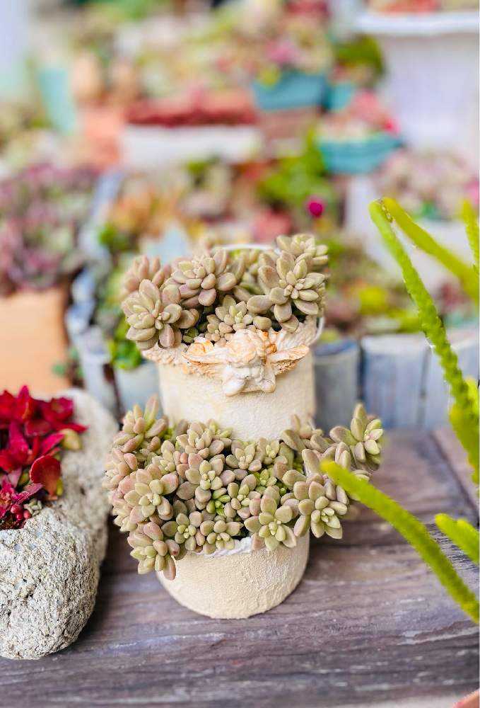 親株姫秀麗から…たくさん育ちました｜🍀GreenSnap（グリーンスナップ）