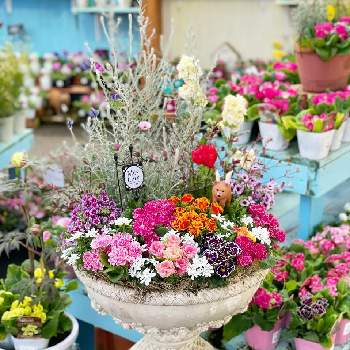 ガーデン雑貨,花鉢,寄せ植え,フラワーウッド,花壇の画像