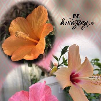 季節外れの花の画像 by しぶちゃんさん | 部屋とハイビスカスとネコ好きと黄色い花とオレンジの花とピンクのお花と花のある暮らしと季節外れの花
