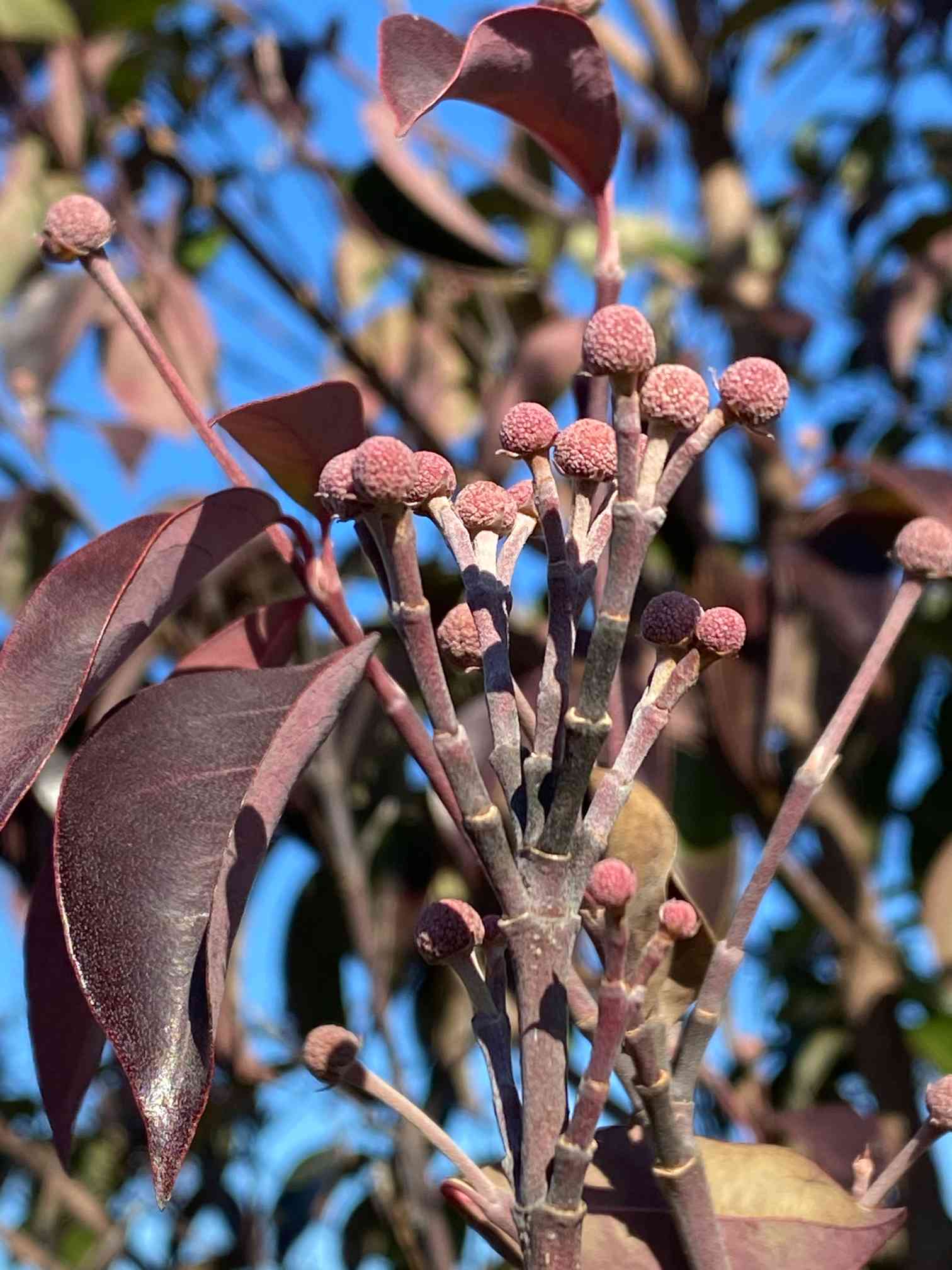 常緑ヤマボウシの投稿画像 by もちっこさん｜花芽， (2022月1月16日