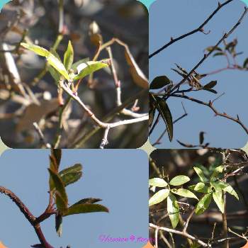 モッコウバラの葉の投稿画像一覧 Greensnap グリーンスナップ