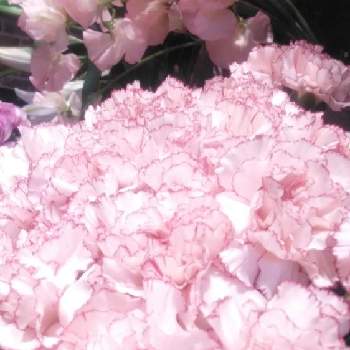 ひとめぼれの画像 by みちさん | お出かけ先と可愛いお花ときれいなお花とひとめぼれとコロナ消えろ！と不思議な魅力とピンク色のお花と癒されて❤️と元気になーれとloveなお花