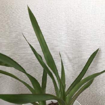 コメリの投稿画像一覧 Greensnap グリーンスナップ