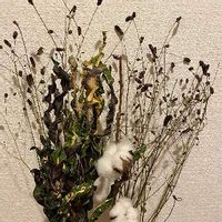 ワレモコウ 吾亦紅 の育て方 植え付け時期や増やし方は Greensnap グリーンスナップ