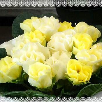 薔薇咲きの画像 by *✿.吏禾.✿*さん | プリムラ・ジュリアンと早春の彩りと穏やかな心と幸せの黄色いお花としあわせ運べるようにと薔薇咲き