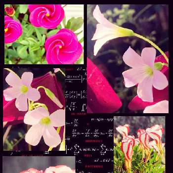 花いろの画像 by @6033さん | 小さな庭とスマホ撮影と葉っぱとお庭の植物とpicとpicコラージュと小さな花と花いろとiPhone撮影