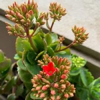 カランコエ,もっと咲いて～♡,可愛い小さい花,赤い花,一輪だけの画像