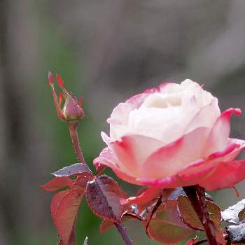 Go✿to✿flowerの画像 by みどり*。さん | 薔薇 ノスタルジーとバラと花に恋して♡︎ʾʾと癒しと出会いに感謝♡とありがとうとDear violetとミラーレス一眼とGo✿to✿flowerと花のある暮らしとお散歩とやさしい気持ちとピンクシリーズ♪と月曜にはバラとばら バラ 薔薇