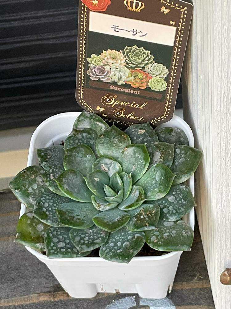 miso苗⭐️リナシナ×(月影×ノバ)⭐️札付ミソップさん 多肉 エケベリア miso苗⭐️リナシナ×(月影×ノバ)⭐️札付ミソップさん 多肉