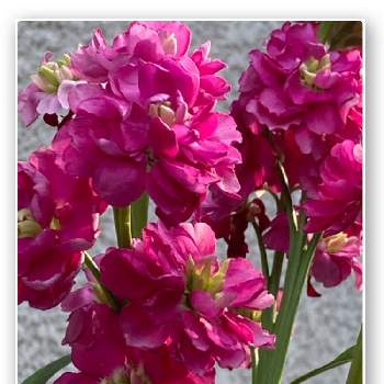 八重咲きストック♪の画像 by 里はんさん | 八重咲きストック♪と朝にとピンクのお花と花のある暮らしとスマホで撮影