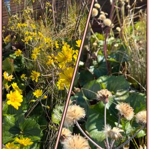 ツワブキの花,ツワブキの綿毛,屋上庭園,かわぃぃ。,ツワブキ綿毛の画像