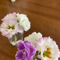プリムラジュリアンばら咲き,切花,剪定,ボンヌママン,部屋の画像