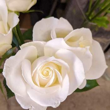 毎日ローズショーの画像 by ジュリアーノさん | お出かけ先とバラ、薔薇、ばらとばらとバラ 白バラとバラ アバランチェとバラとばら バラ 薔薇と白いバラと毎日ローズショーとアバランチェとあの日を忘れないとしあわせ運べるようにと月曜日にはバラをと花のある暮らしと純白マニアと白い花とバラ・ミニバラと白バラとチームブルーNo.086