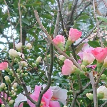 椿の花❤️の画像 by 薔薇姫さん | 小さな庭とピンクのつばきとボケ(木瓜)の花とボケのはなとピンクの花と椿の花*とYukoさんのピンクワールドへようこそとつばきの花と木瓜の花とピンクの木瓜の花と椿　つばき　ツバキとボケの花♡とボケの花！と庭のボケ！とピンクワールドへ ようこそとつばきどうこうかいと木瓜の花❣️とボケの花。と椿の花。と椿の花❤️とチーム福岡とボケの花が冬の庭に彩りを添えています！と椿・つばき咲く春