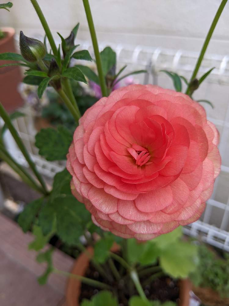 ラナンキュラスラックス エリスの投稿画像 By とぅとぅさん ラナンキュラスラックスと玄関と ラナンキュラスとラナンキュラス ラックスとラナンキュラス ラックス エリス と ラナンキュラスとラナンキュラス ラックスとラナンキュラス ラックス エリス 22