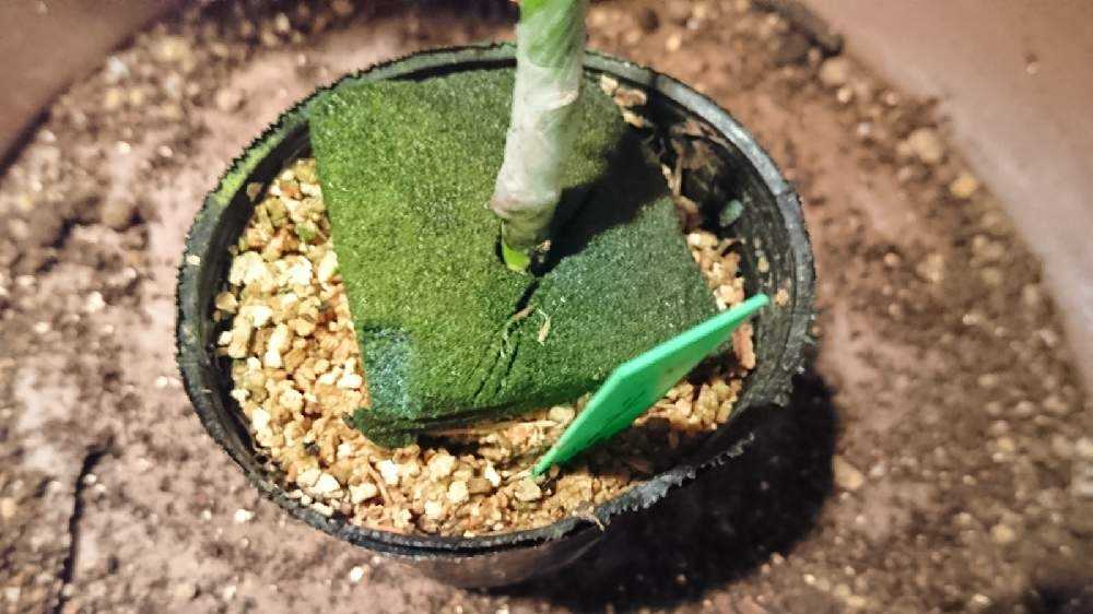 更新中】バラ(切り花品種)の小さな小さな接ぎ木苗の成長