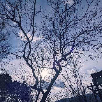 空✽の画像 by 秋草さん | 広い庭とヒノキ林とジンチョウゲとチタルパとジンチョウゲ✽と雲仲間と冬色✽とヒノキ✽と空✽とチタルパ✽