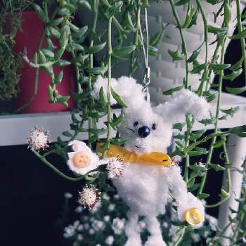 ドルフィンネックレスの花の画像 by ポポラスさん | 小さな庭とドルフィンネックレスの花と花かんざしと多肉植物とGSの輪とユーミンつながりの皆さんに感謝と花いろいろとドルフィンネックレスのお花とほわほわと小さい花