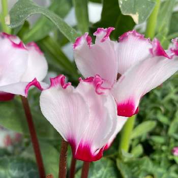 花の好きな人と繋がりたいの投稿画像一覧 Greensnap グリーンスナップ