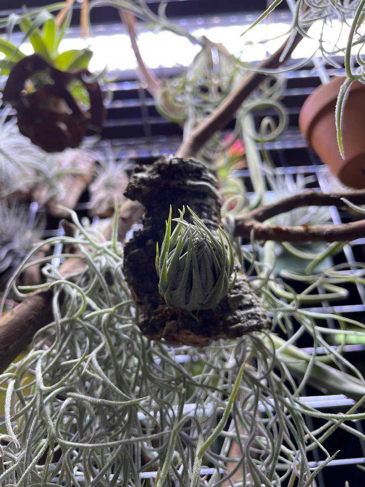 カウツキーの成長記録｜🍀GreenSnap（グリーンスナップ）