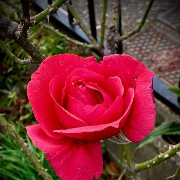 薔薇 ダブルノックアウト 赤の画像 by Kay_Tama-gsk さん | アプローチと薔薇 ダブルノックアウト 赤と真っ赤な花とカラフルと鮮やか と真っ赤とKays_garden