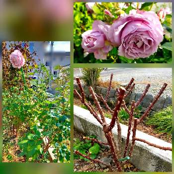 癒しの花の画像 by ちけさん | 小さな庭とバラとノヴァーリスとばら バラ 薔薇とバラの冬剪定と癒しの花と花のある暮らしと花が好きと薔薇大好きとばらに魅せられて