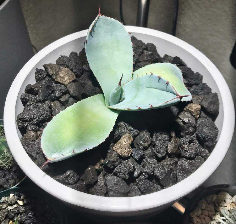 アガベパリーハイブリッドロングスパイン太棘検ドライガーデン