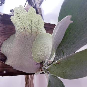 Platycerium OMO,観葉植物, ビカクシダ,willinckii,ビカクシダ　ウィリンキーの画像