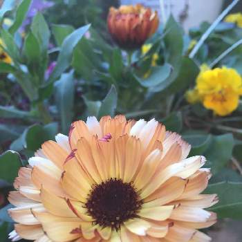 カレンジュラ コーヒークリームの画像 by みゆさん | 小さな庭とカレンジュラ コーヒークリームと寄せ植えとガーデニングと花のある暮らし
