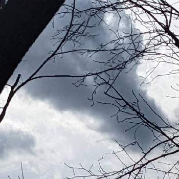 木々✽の画像 by 秋草さん | 広い庭とチタルパとジューンベリーと雲仲間と冬色✽と空✽と木々✽とアート雲☁️
