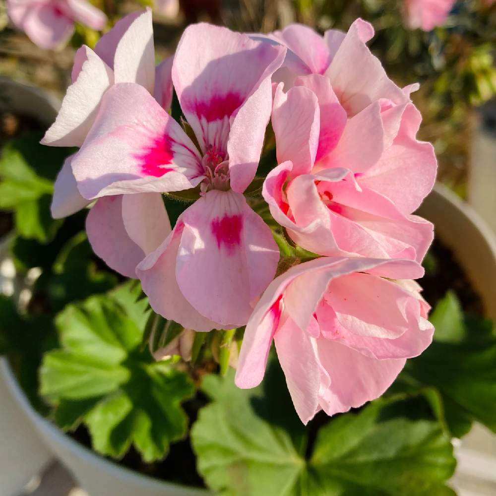 スーパーゼラニウム チャンピオンの投稿画像 By りーちゃんさん スーパーゼラニウム チャンピオンとゼラニウムとスーパーゼラニウムチャンピオン キャロルとスーパーゼラニウム チャンピオン キャロルと小さな庭 22月1月18日 Greensnap グリーンスナップ